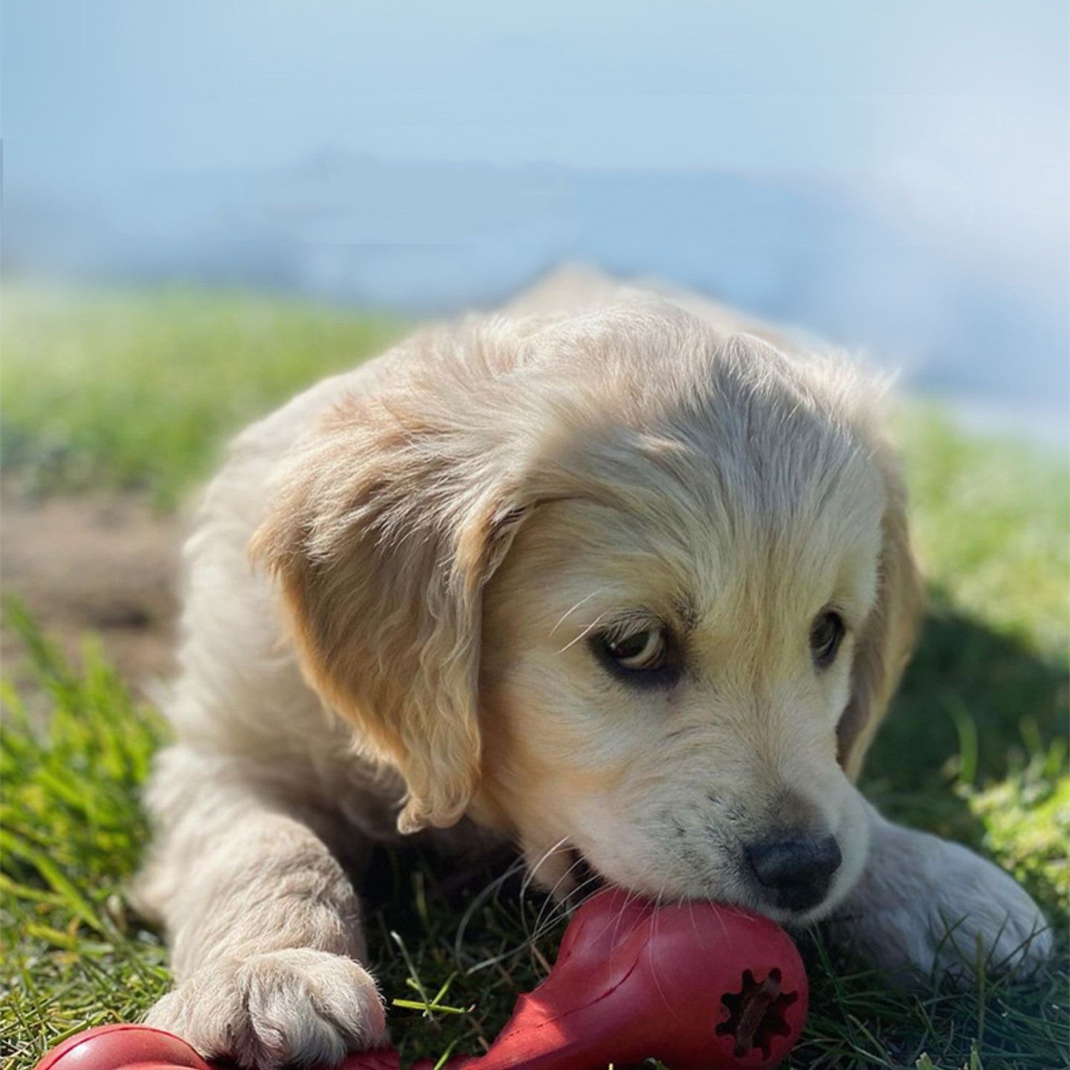 Unleash the Power of Play with Our Dog Bite Resistant Rubber Grinding Toys